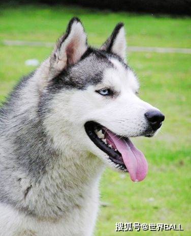 我是一头善变的狼：明尼苏达森林狼队徽演变史